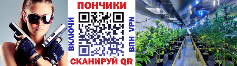 Шишки марихуана гибрид Кириши